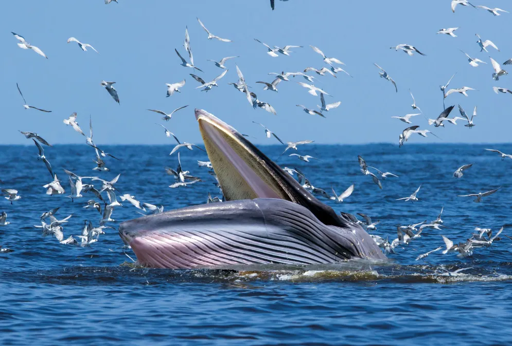 Foto de Baleia de Bryde no litoral de São Paulo