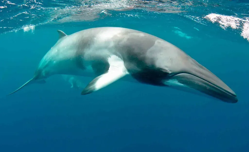 Foto de Baleia Minke no litoral de São Paulo
